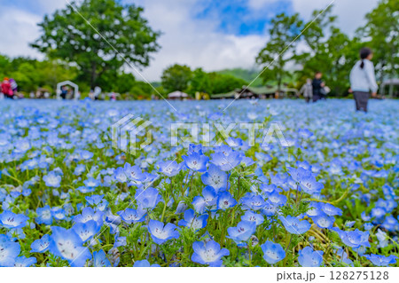（大分県）くじゅう花公園、ネモフィラのカーペット 128275128