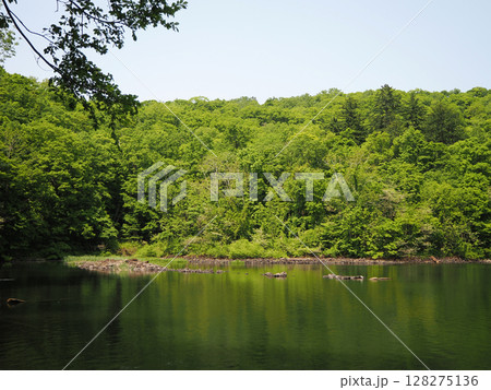 新緑が美しい半月湖 新緑が美しい半月湖 128275136