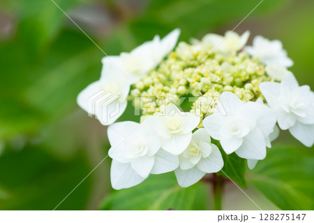 アジサイ(ダンシングスノー) アジサイ(ダンシングスノー) 128275147