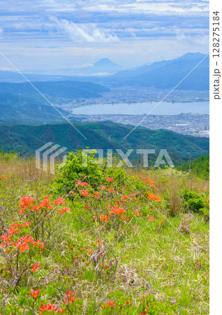 富士山と諏訪湖とレンゲツツジ【高ボッチ高原より撮影】 128275184