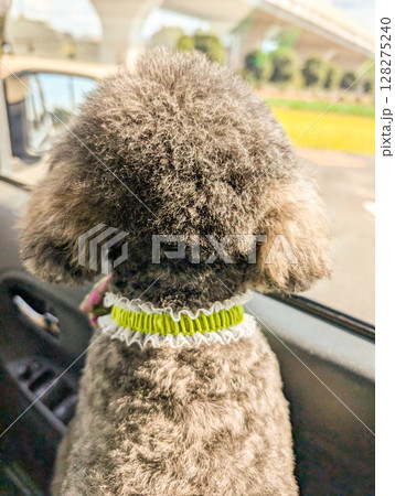 お出かけが大好きなトイプードルの後ろ姿 お出かけが大好きなトイプードルの後ろ姿 128275240