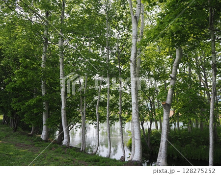 羊蹄姿見池の爽やかな風景 128275252