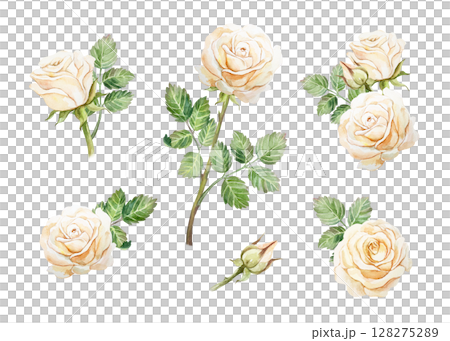 Beautiful peach roses. Set of pastel flowers and green leaves. Hand drawn watercolor illustration isolated on white. Greeting cards, save the date, valentines day, wedding invitations, labels, covers. Beautiful peach roses. Set of pastel flowers and green leaves. Hand drawn watercolor illustration isolated on white. Greeting cards, save the date, valentines day, wedding invitations, labels, covers. 128275289
