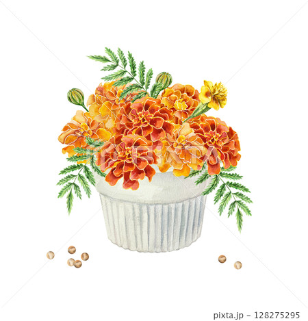 Marigold bouquet in a vase. Red and yellow flowers. Hand drawn watercolor illustration isolated on white. For greeting cards, invitations, labels, covers, banners. 128275295