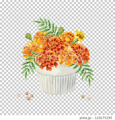 Marigold bouquet in a vase. Red and yellow flowers. Hand drawn watercolor illustration isolated on white. For greeting cards, invitations, labels, covers, banners. 128275295