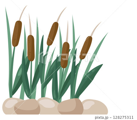 Reed is an aquatic plant on a tall stem with beautiful velvet inflorescences of ears, brown color and stones. Vector illustration of a landscape for the background. 128275311
