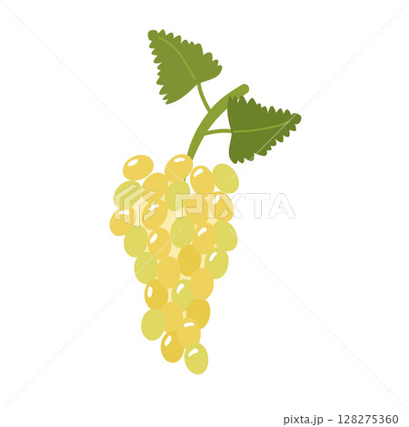Bunch of green grapes with leaves. Vector illustration of fruits is isolated. Clipart for design, decor Bunch of green grapes with leaves. Vector illustration of fruits is isolated. Clipart for design, decor 128275360