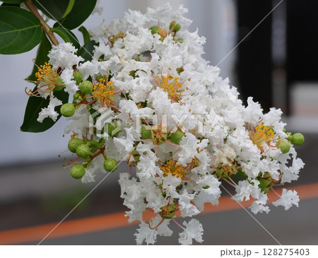 青空に映えるサルスベリの花　白いサルスベリの花　サルスベリ　百日紅　ひゃくじつこう 128275403