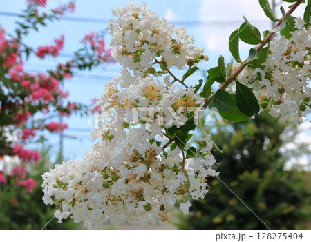 青空に映えるサルスベリの花 白いサルスベリの花 サルスベリ 百日紅 ひゃくじつこう 青空に映えるサルスベリの花 白いサルスベリの花 サルスベリ 百日紅 ひゃくじつこう 128275404