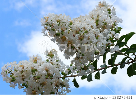 青空に映えるサルスベリの花　白いサルスベリの花　サルスベリ　百日紅　ひゃくじつこう 128275411
