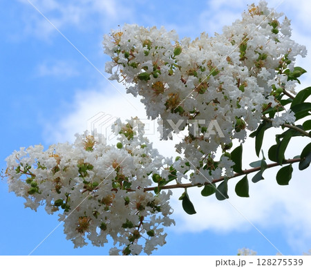 青空に映えるサルスベリの花　白いサルスベリの花　サルスベリ　百日紅　ひゃくじつこう 128275539