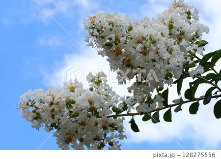 青空に映えるサルスベリの花 白いサルスベリの花 サルスベリ 百日紅 ひゃくじつこう 青空に映えるサルスベリの花 白いサルスベリの花 サルスベリ 百日紅 ひゃくじつこう 128275556