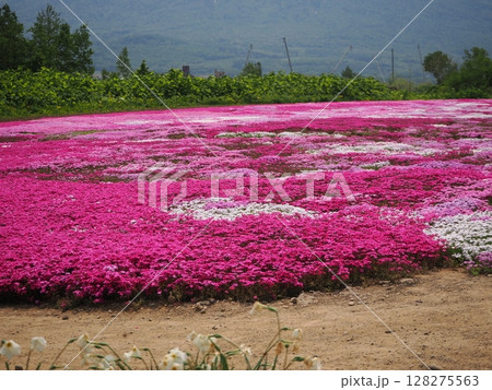 美しい芝桜の花畑 美しい芝桜の花畑 128275563