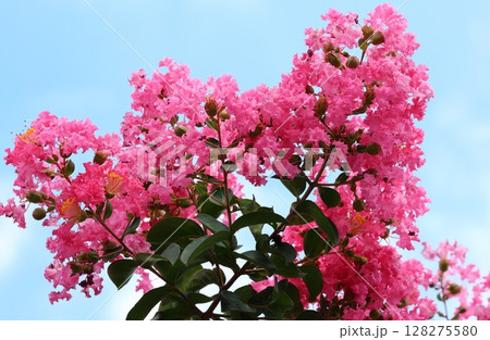 青空に映えるサルスベリの花 ピンク色 サルスベリ 百日紅 ひゃくじつこう 青空に映えるサルスベリの花 ピンク色 サルスベリ 百日紅 ひゃくじつこう 128275580