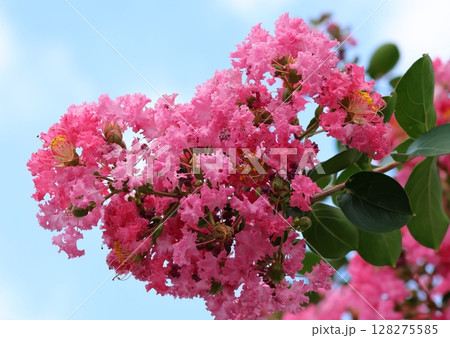 青空に映えるサルスベリの花 ピンク色 サルスベリ 百日紅 ひゃくじつこう 青空に映えるサルスベリの花 ピンク色 サルスベリ 百日紅 ひゃくじつこう 128275585