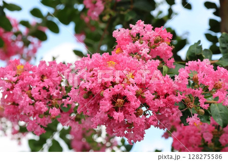 青空に映えるサルスベリの花　ピンク色　サルスベリ　百日紅　ひゃくじつこう 128275586