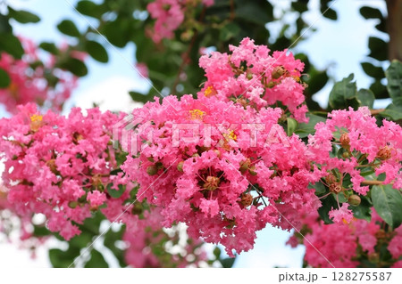 青空に映えるサルスベリの花　ピンク色　サルスベリ　百日紅　ひゃくじつこう 128275587