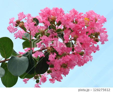 青空に映えるサルスベリの花 ピンク色 サルスベリ 百日紅 ひゃくじつこう 青空に映えるサルスベリの花 ピンク色 サルスベリ 百日紅 ひゃくじつこう 128275612