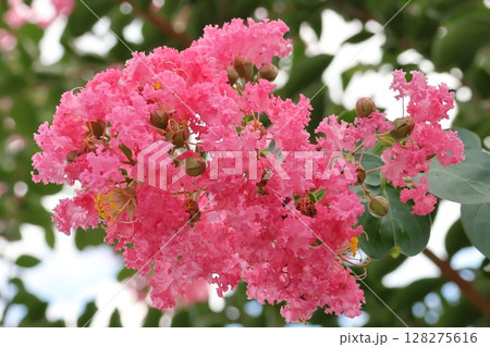 青空に映えるサルスベリの花　ピンク色　サルスベリ　百日紅　ひゃくじつこう 128275616