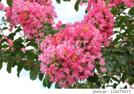 青空に映えるサルスベリの花 ピンク色 サルスベリ 百日紅 ひゃくじつこう 青空に映えるサルスベリの花 ピンク色 サルスベリ 百日紅 ひゃくじつこう 128275617