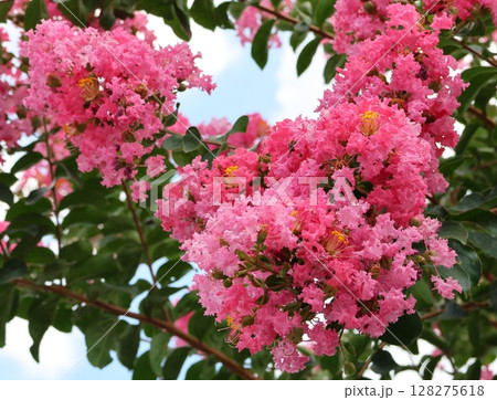 青空に映えるサルスベリの花　ピンク色　サルスベリ　百日紅　ひゃくじつこう 128275618