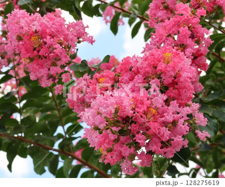 青空に映えるサルスベリの花 ピンク色 サルスベリ 百日紅 ひゃくじつこう 青空に映えるサルスベリの花 ピンク色 サルスベリ 百日紅 ひゃくじつこう 128275619