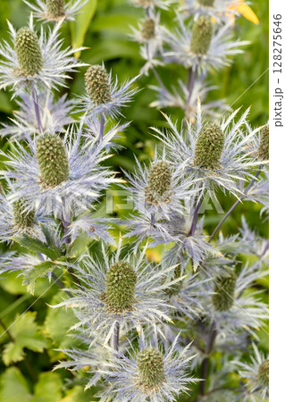 Eryngium alpinum 'Blue Jackpot' also known as Blue Sea Holly 128275646