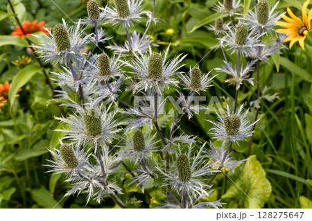 Eryngium alpinum 'Blue Jackpot' also known as Blue Sea Holly 128275647