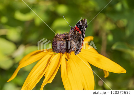 Butterfly Peacock Eye sits on a yellow rudbeckia flower 128275653