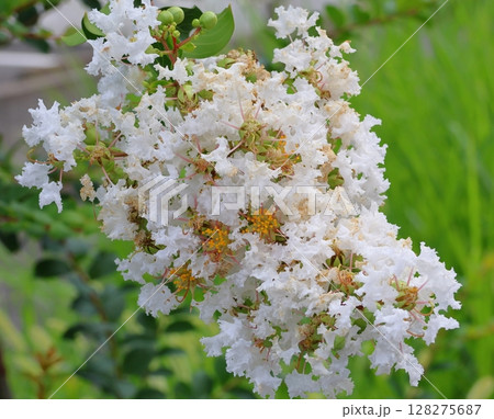 青空に映えるサルスベリの花　白いサルスベリの花　サルスベリ　百日紅　ひゃくじつこう 128275687