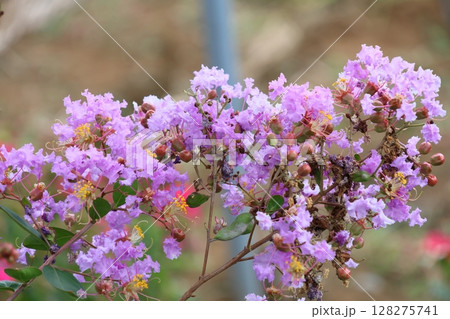 青空に映えるサルスベリの花　むらさき色　サルスベリ　百日紅　ひゃくじつこう 128275741