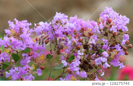 青空に映えるサルスベリの花　むらさき色　サルスベリ　百日紅　ひゃくじつこう 128275745