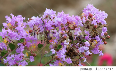 青空に映えるサルスベリの花　むらさき色　サルスベリ　百日紅　ひゃくじつこう 128275747