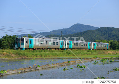 蓮根畑沿いを行く1500形気動車（JR四国） 128275758