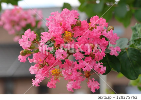 青空に映えるサルスベリの花　ピンク色　サルスベリ　百日紅　ひゃくじつこう 128275762