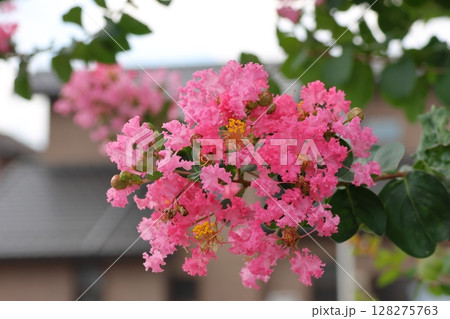 青空に映えるサルスベリの花　ピンク色　サルスベリ　百日紅　ひゃくじつこう 128275763
