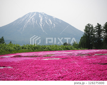 羊蹄山と芝桜の花畑 羊蹄山と芝桜の花畑 128275800