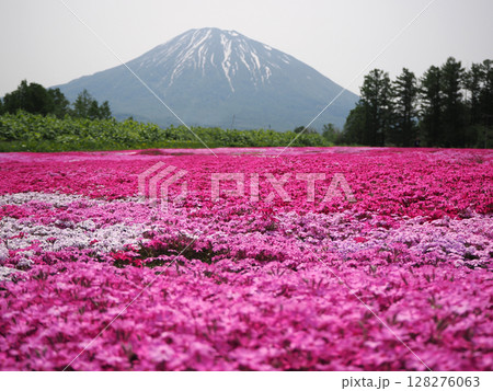 羊蹄山と芝桜の花畑 羊蹄山と芝桜の花畑 128276063