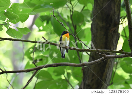 鮮やかな色の野鳥　キビタキ　（オス） 128276100