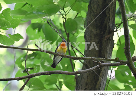 鮮やかな色の野鳥 キビタキ (オス) 鮮やかな色の野鳥 キビタキ (オス) 128276105