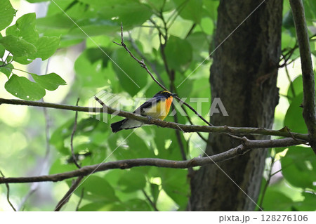 鮮やかな色の野鳥 キビタキ (オス) 鮮やかな色の野鳥 キビタキ (オス) 128276106