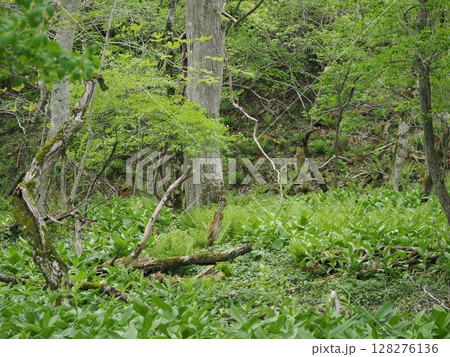 鬱蒼としているウサクマイ遺跡群 鬱蒼としているウサクマイ遺跡群 128276136