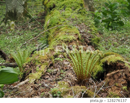 苔むした倒木とオシダ 128276137
