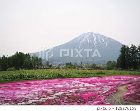 羊蹄山と芝桜の花畑 羊蹄山と芝桜の花畑 128276158