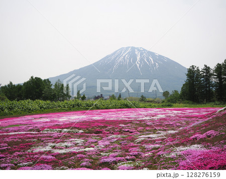 羊蹄山と芝桜の花畑 128276159