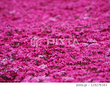 美しい芝桜の花畑 美しい芝桜の花畑 128276161