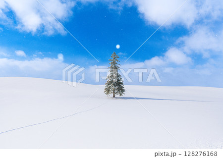 美瑛 冬 クリスマスツリーの木 美瑛 冬 クリスマスツリーの木 128276168
