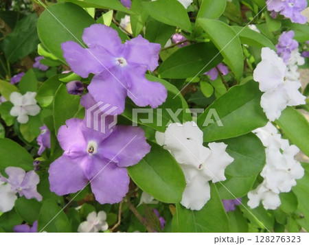 ニオイバンマツリ（匂蕃茉莉） 128276323