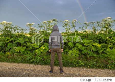 Man near Giant Hogweed Sosnowski plant. Heracleum manteggazzianum growing in the field 128276366