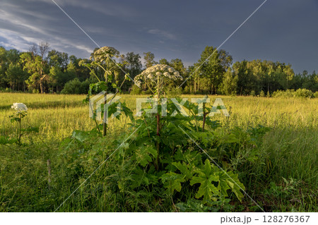 Sosnowsky's hogweed Heracleum sosnowskyi dangerous invasive plant 128276367